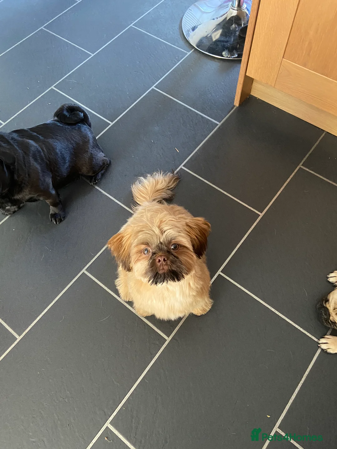 Shih Tzu dogs for stud: KC Reg Imperial shihtzu for stud 100% proven. in Bury - Advert 8