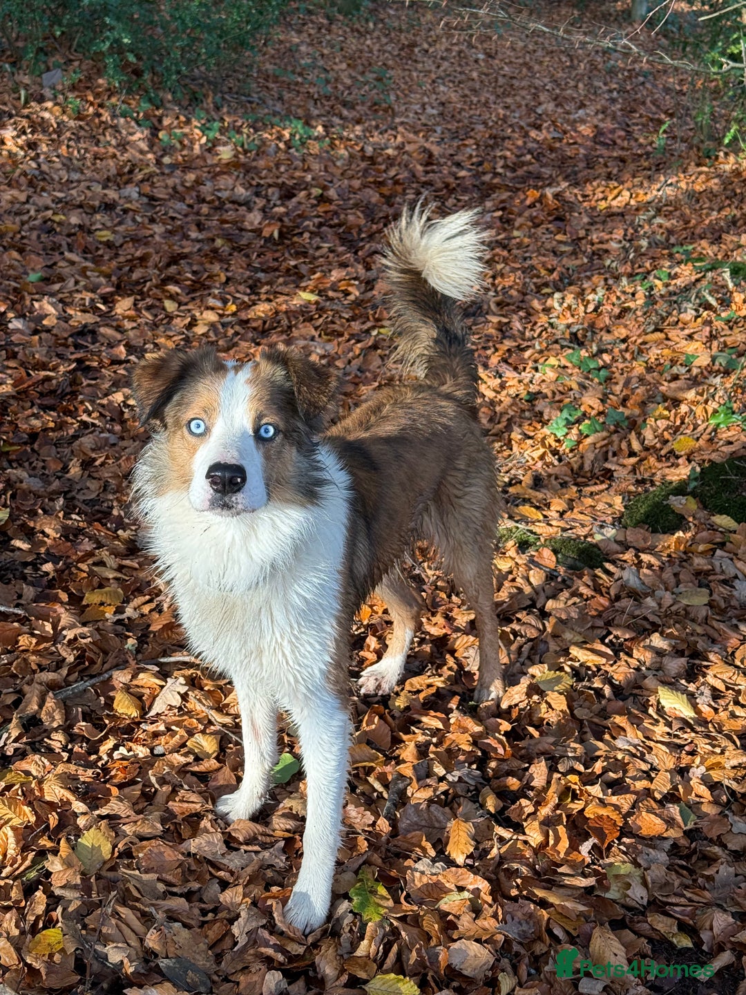 Mixed Breed dogs for sale: Labrador cross collie - Advert 11