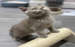 British Shorthair cats for sale: 🌈Choc Lilac Fawn Tortie Full Pedigree Brit BSH😍 - Image 38