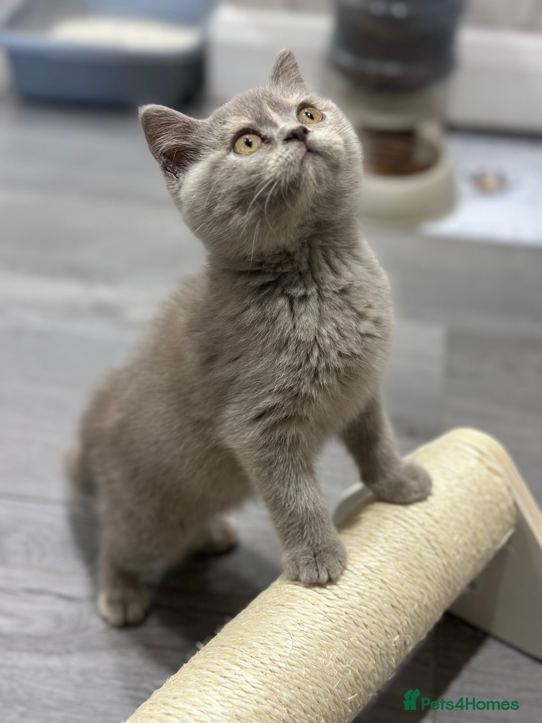 British Shorthair cats for sale: 🌈Choc Lilac Fawn Tortie Full Pedigree Brit BSH😍 - Image 38