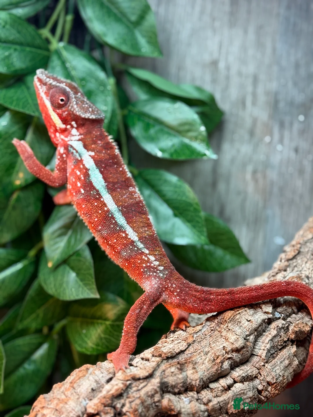 Chameleon reptiles for sale: Chameleons ambilobe - Advert 28