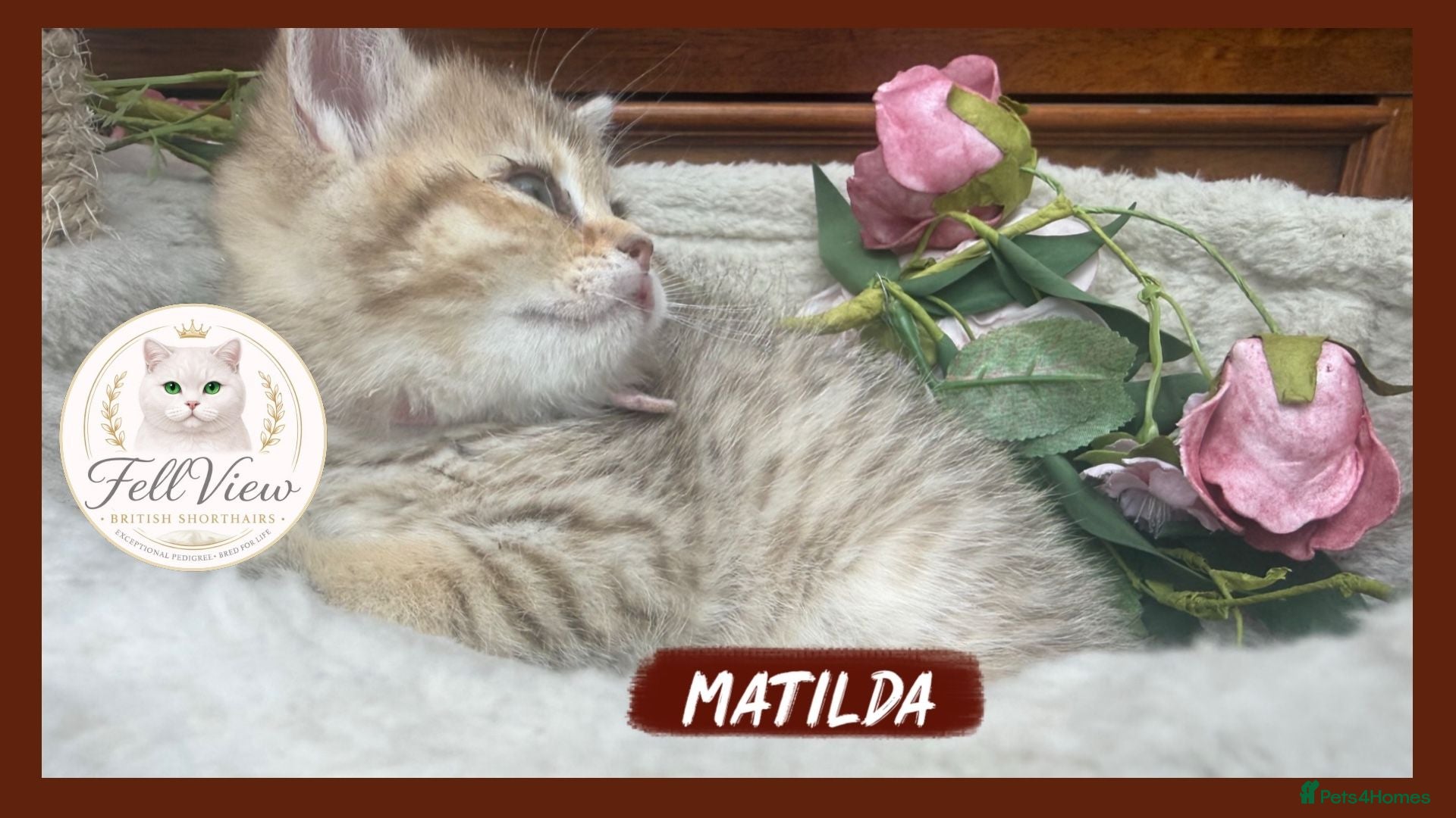 British Shorthair cats  Reservations new open for our beautiful litter  - Advert 13