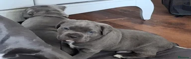 Cane Corso Puppy 1