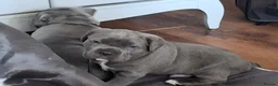 Cane Corso dogs for sale: Amazing ICCF Cane Corso Puppies - Advert 20