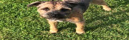 Border Terrier dogs for stud: Del boy at stud .slem clear  in Lockerbie - Advert 3