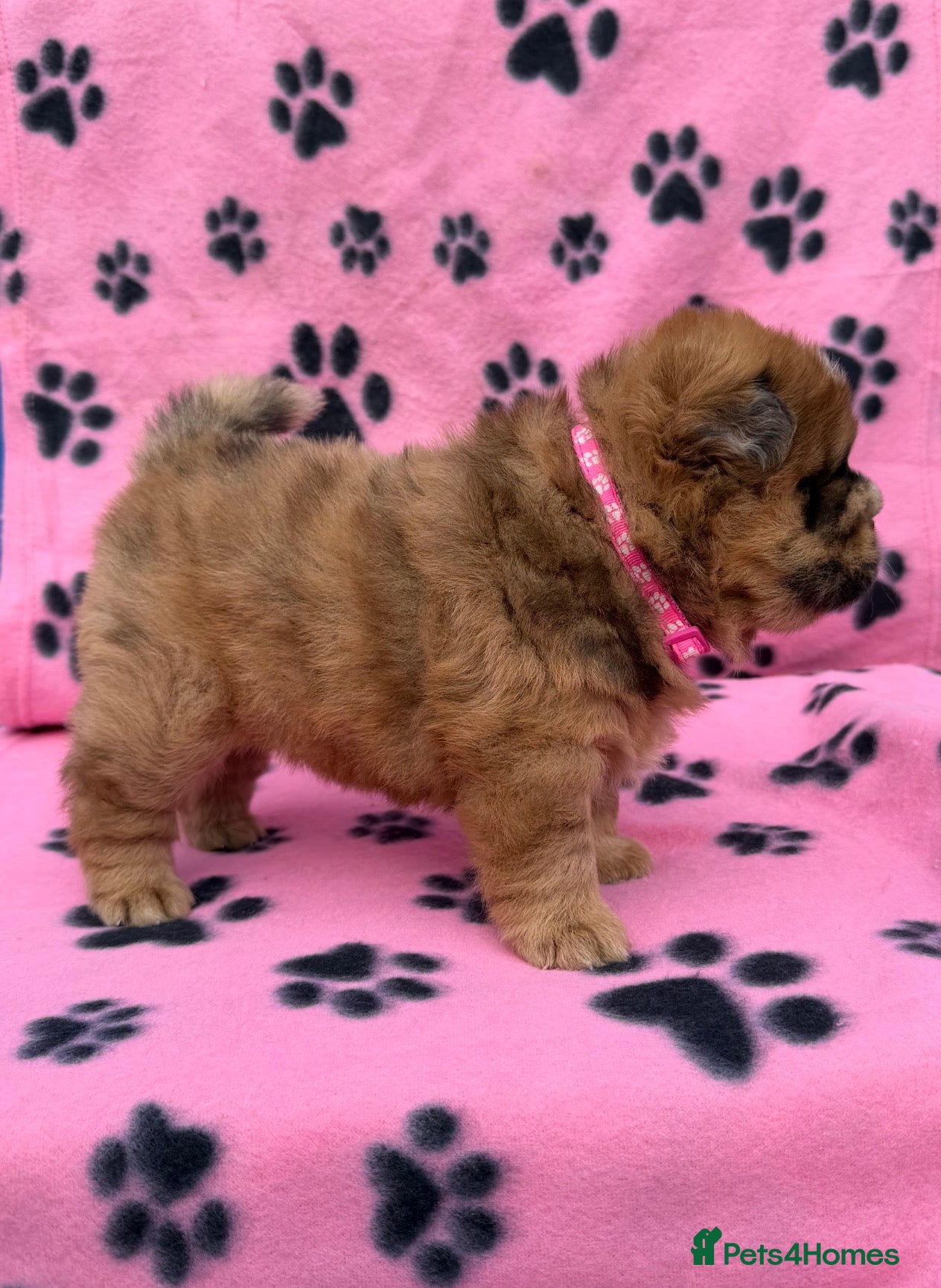 Chow Chow dogs K.c registered chow chow puppies - Advert 4