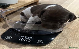 German Shorthaired Pointer dogs for sale: Gorgeous litter of German Shorthair puppies - Image 25