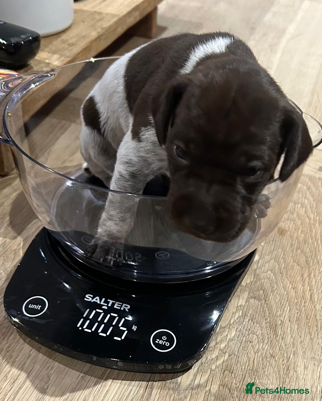 German Shorthaired Pointer dogs for sale: Gorgeous litter of German Shorthair puppies - Image 25