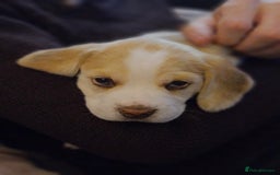 Beagle dogs for sale: Loyal Beagle Puppies Leaving Soon. - Image 9