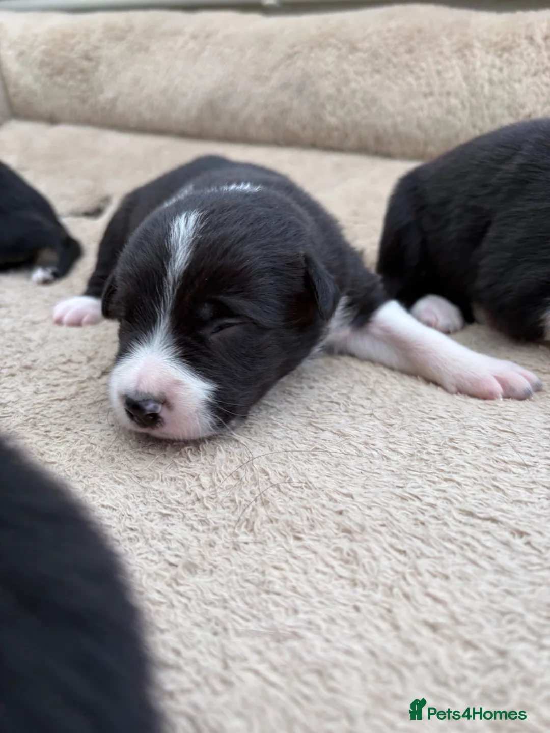 Mixed Breed dogs for sale: 7 week old Collie X Kelpie  - Advert 2