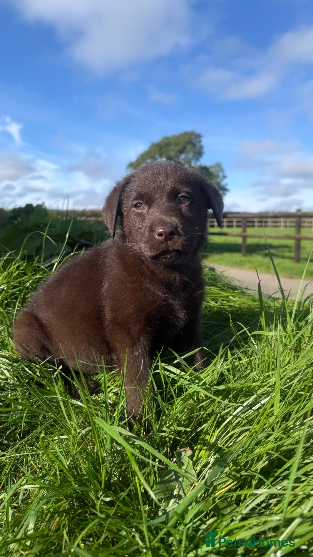 Labrador Retriever dogs Beautiful Quality Pure Labrador Puppies  - Advert 14