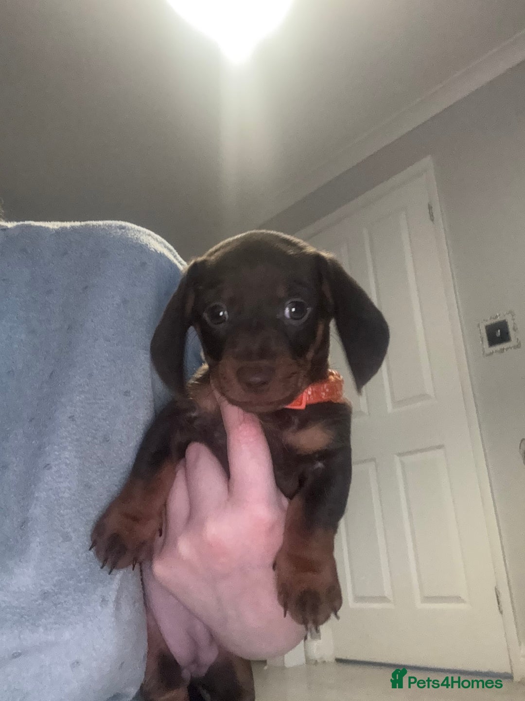 Miniature Dachshund dogs for sale: Miniature Dachshund Puppies  - Advert 6