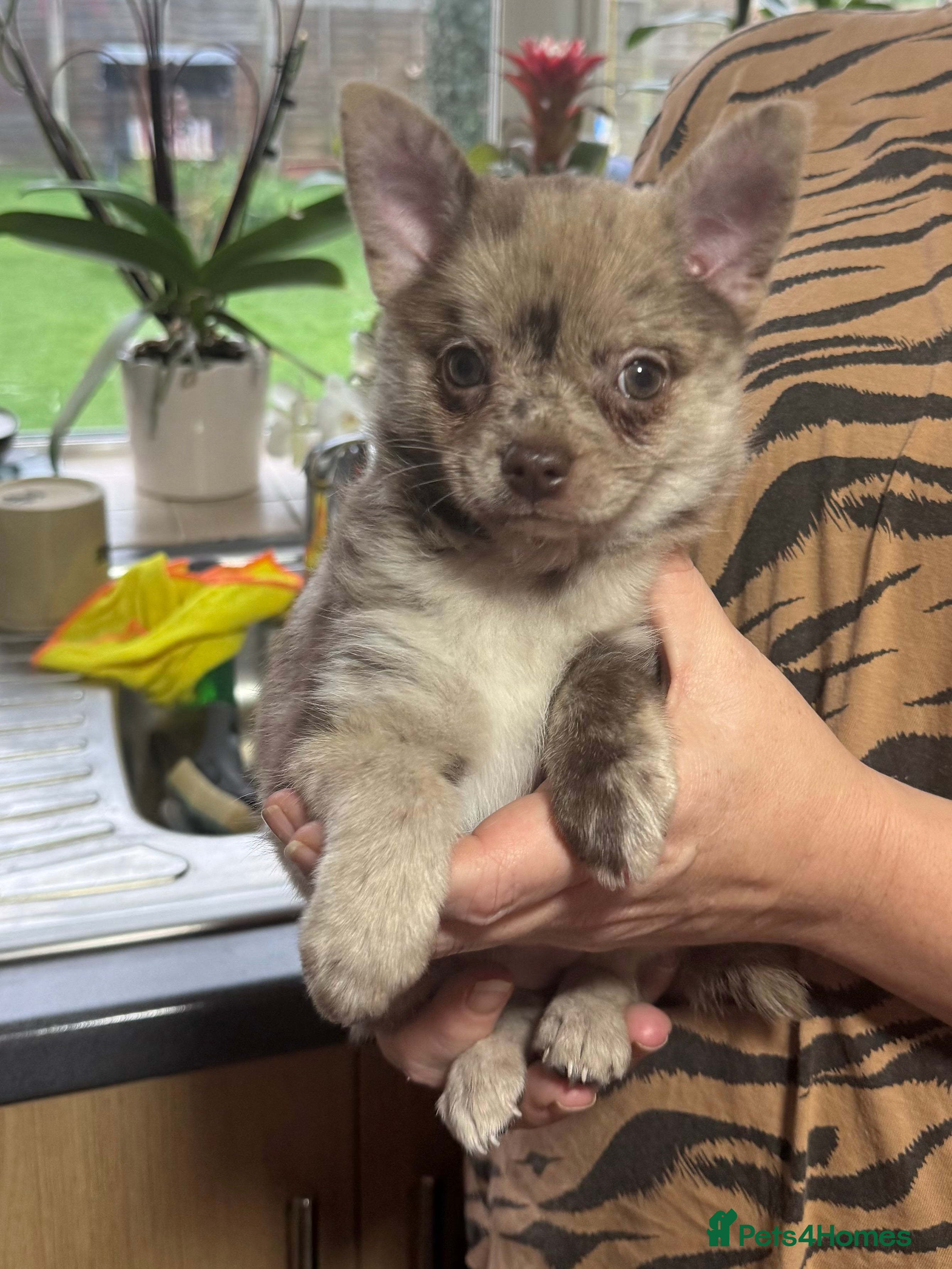 Pomchi dogs Two girls ready NOW  - Advert 9