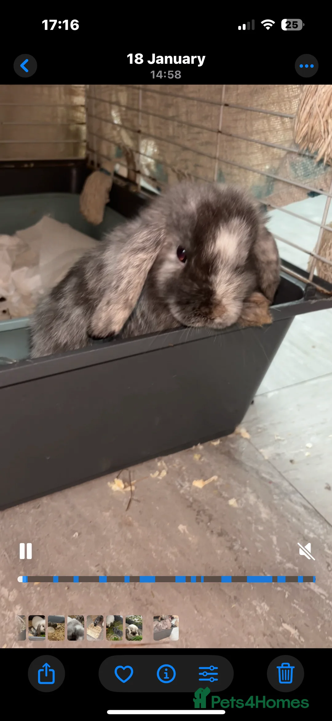 Mini Lop rabbits for sale: Beautiful friendly bunnies  - Advert 4
