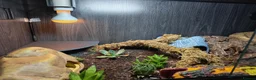 Leopard Gecko reptiles for sale: Leopard gecko. Full bio active set up.  - Advert 7