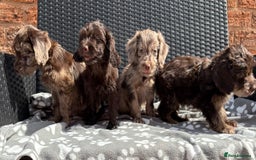 Cockapoo dogs for sale: LOVELY LITTER MERLE COCKAPOOS  - Image 12