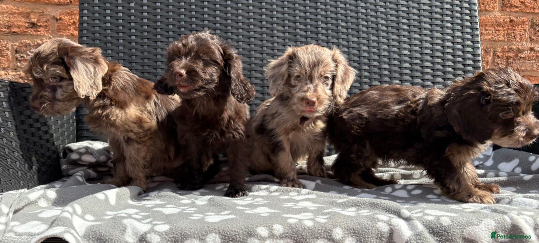 Cockapoo dogs for sale: LOVELY LITTER MERLE COCKAPOOS  - Image 12