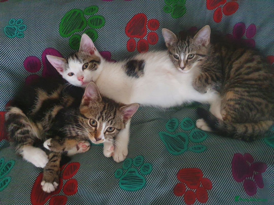 Mixed Breed cats for sale: The three musketeers are looking for new homes - Image 1