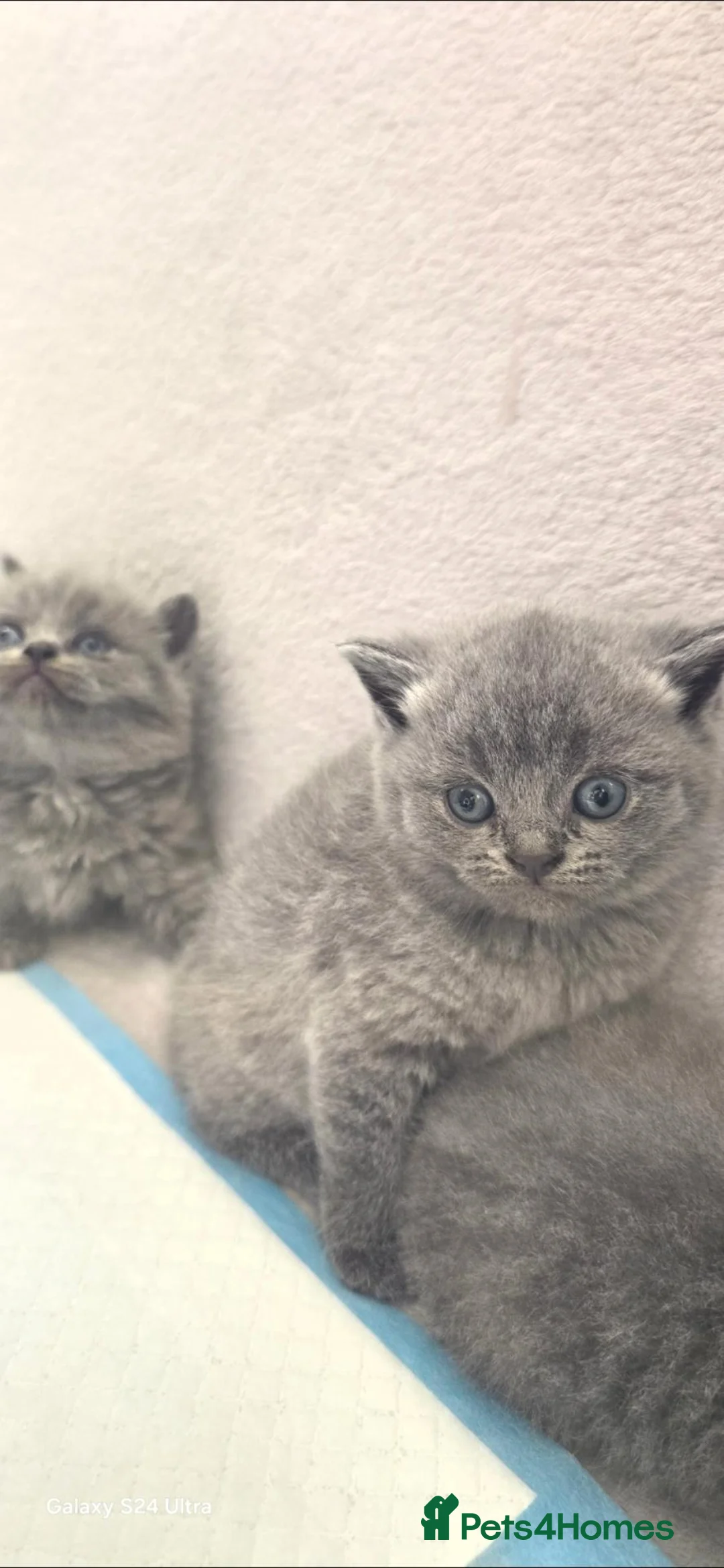 British Shorthair cats for sale: British Shorthair kittens  - Advert 2