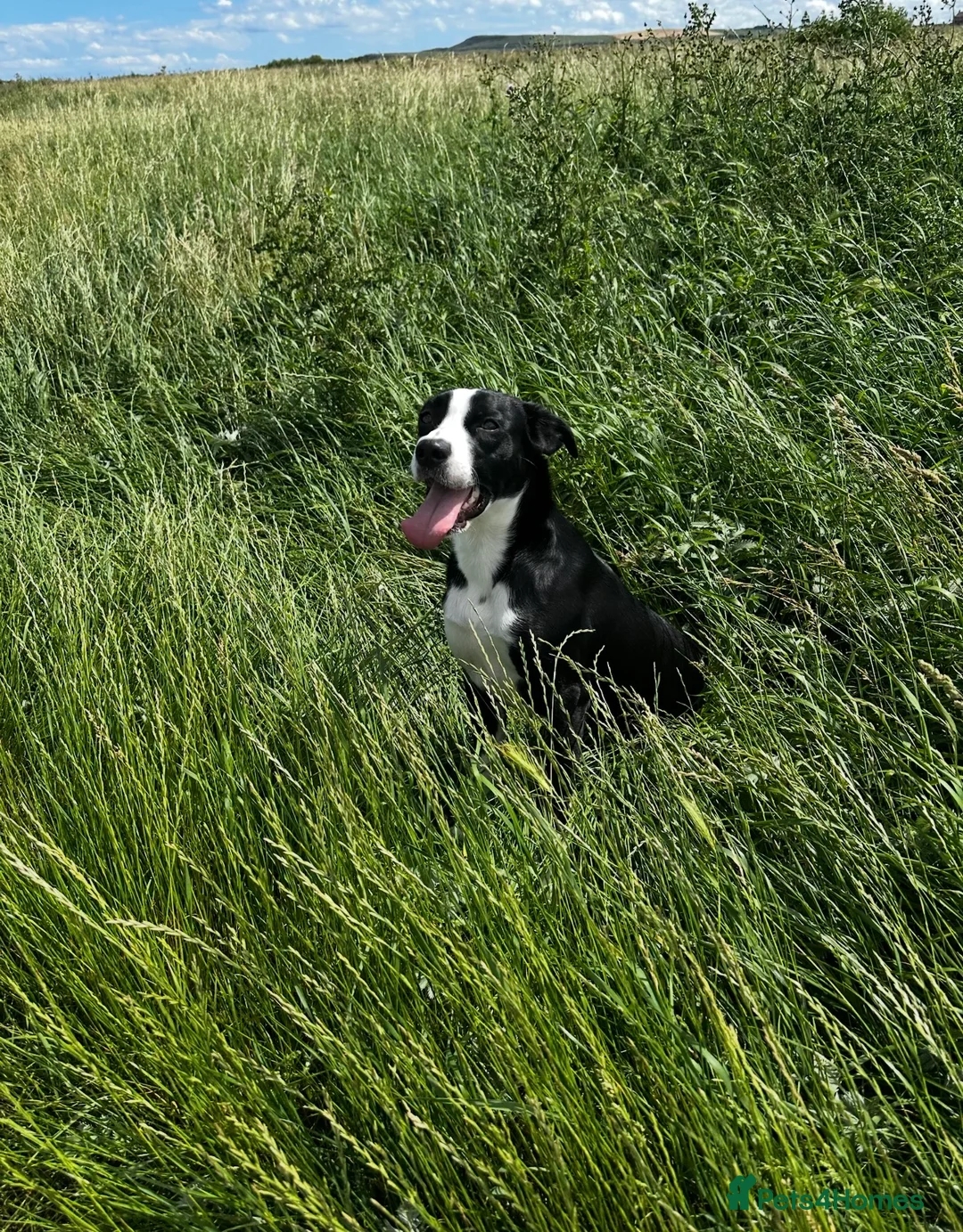 Mixed Breed dogs for sale: Obi, Age 1 - Advert 2