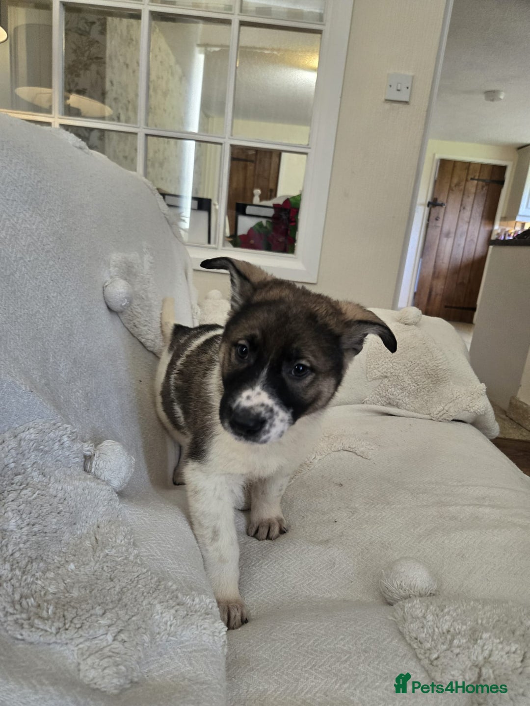 Mixed Breed dogs for sale: German Shepherd x Northern Inuit Puppies - Image 12