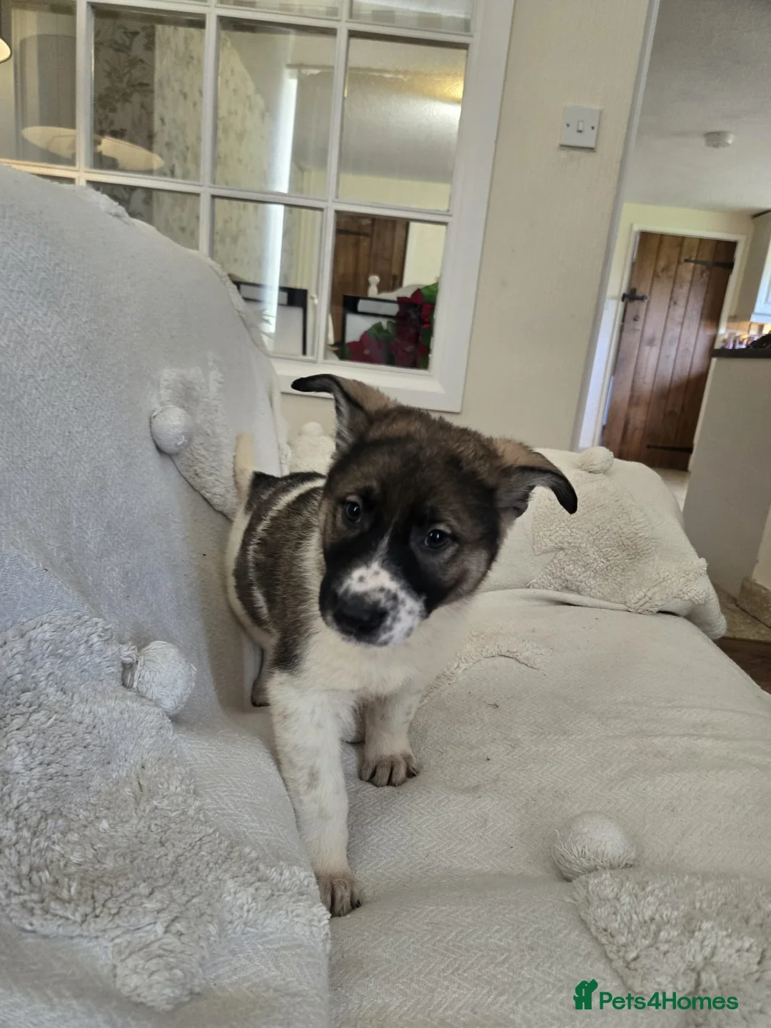 Mixed Breed dogs for sale: German Shepherd X Puppy - ready for a home - Advert 17