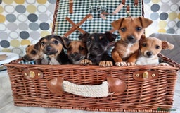 Jack Russell dogs for sale: Jack Russell Puppies Available Now  - Image 8