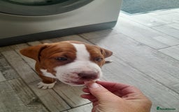 American Bull Staffy dogs for sale: Exceptional  - Image 10