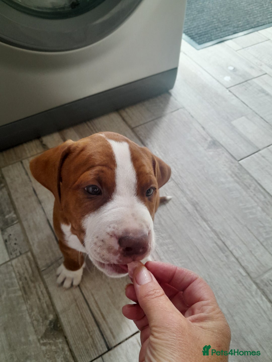 American Bull Staffy dogs for sale: Exceptional  - Image 10