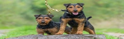 Lakeland Terrier dogs for stud: Stunning lakeland working terrier in Newark - Advert 6