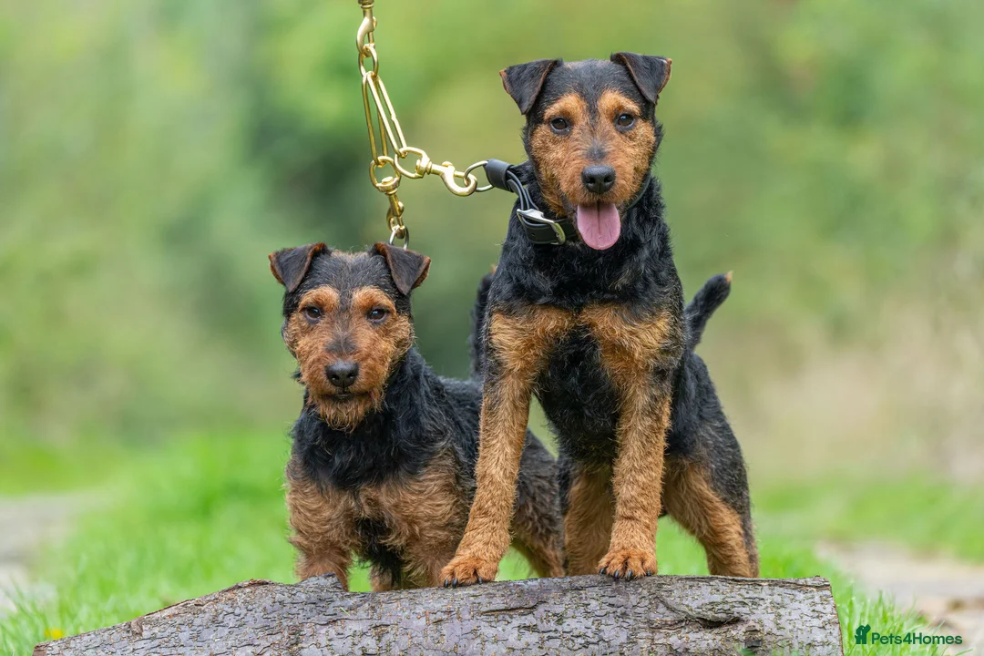 Lakeland Terrier dogs for stud: Stunning lakeland working terrier in Newark - Advert 6