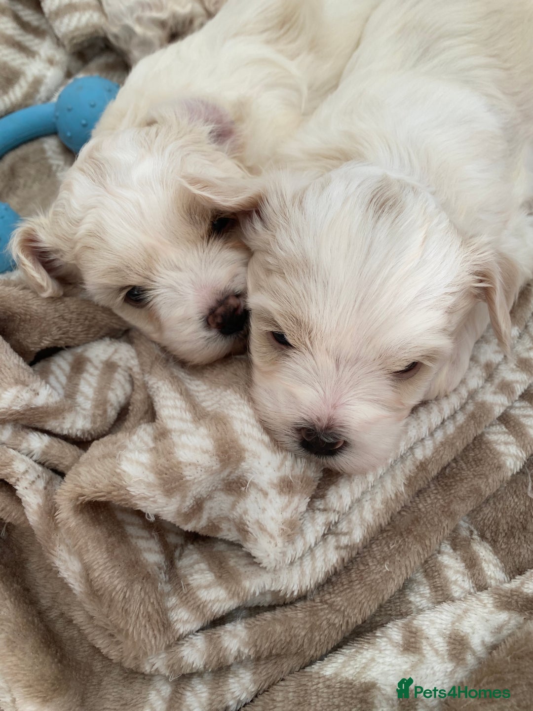 Zuchon dogs for sale: Zuchons pups ( Teddy bear pups) - Image 7