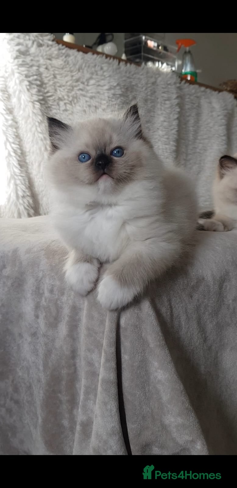 Ragdoll cats Exceptional Bloodlines Ragdoll kittens  - Advert 8