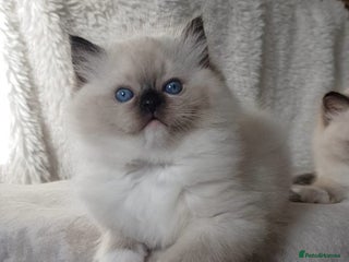 Ragdoll cats Exceptional Bloodlines Ragdoll kittens - Advert 17