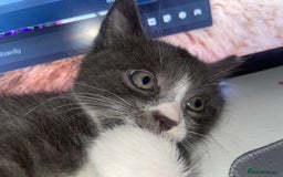 Domestic Shorthair cats for sale: Adorable Grey & White Kitten Looking for a home. - Image 1