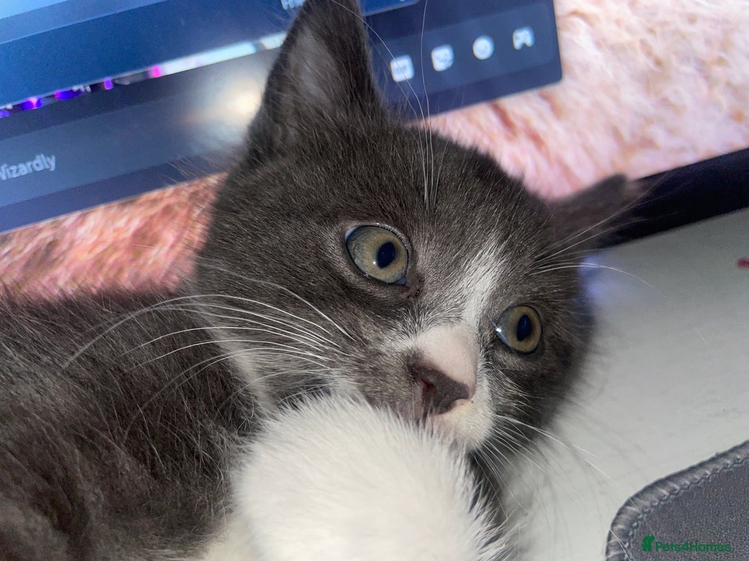 Domestic Shorthair cats for sale: Adorable Grey & White Kitten Looking for a home. - Image 1