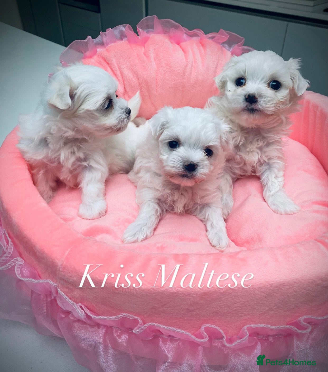 Maltese dogs ✨Outstanding kc registered Korean Maltese puppies✨ - Advert 14