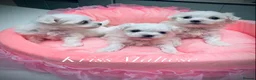 Maltese dogs for sale: ✨Outstanding kc registered Korean Maltese puppies✨ - Advert 6