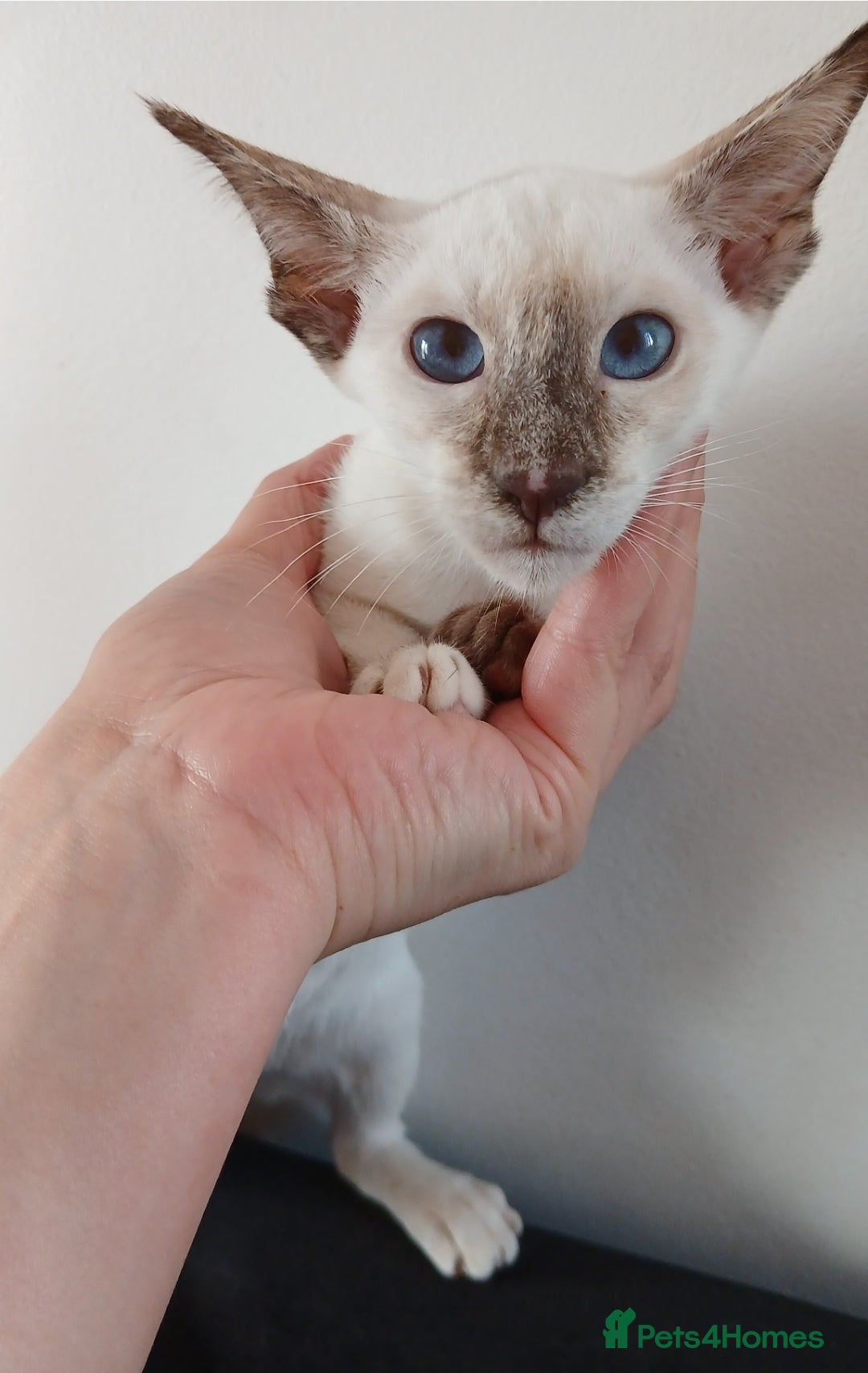 Siamese cats for sale: Pedigree Registered Siamese - 1 Girl remaining ♡ - Image 10