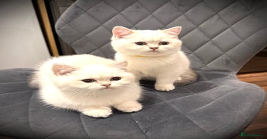 Scottish Fold cats 😻Pure breed Stunning Scottish straight angels 😻 - Advert 13