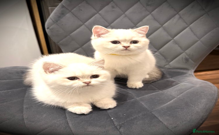Scottish Fold cats 😻Pure breed Stunning Scottish straight angels 😻 - Advert 2
