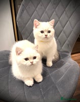 Scottish Fold cats 😻Pure breed Stunning Scottish straight angels 😻 - Advert 1