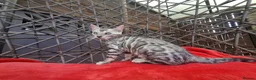 Bengal cats for sale: ❤️ Outstanding TICA Registered Bengal Kittens ❤️ - Advert 24