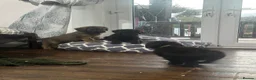 Briard dogs for sale: Beautiful pedigree Briards pups - Advert 4