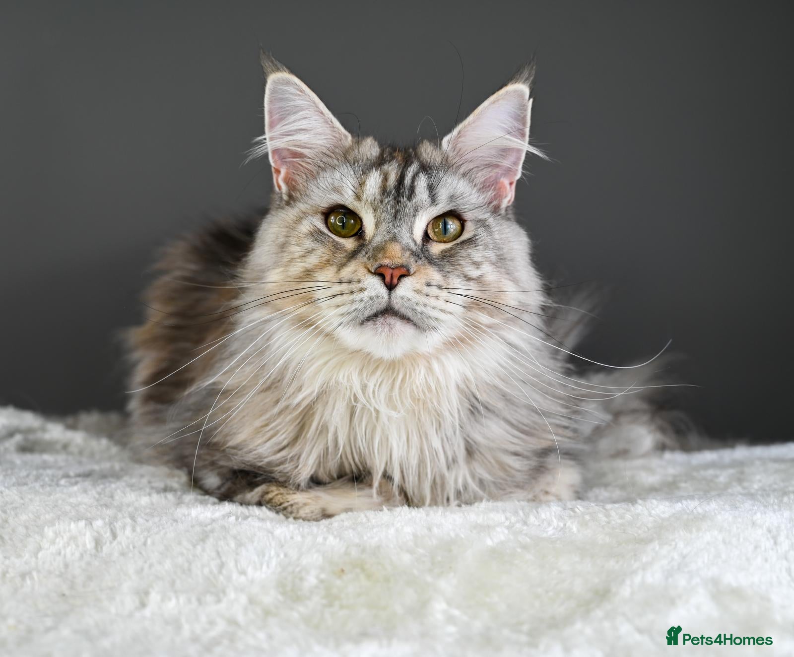 Maine Coon cats Mother & Daughter (Must leave together) - Advert 2