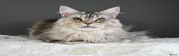 Maine Coon cats for sale: Mother & Daughter (Must leave together) - Advert 2