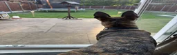 Belgian Shepherd Dog dogs for sale: Belgian Malinois / Dutch Herder Girl rehome - Advert 6