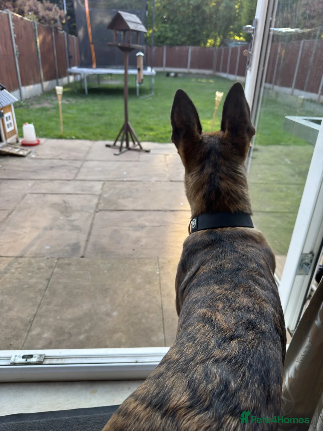 Belgian Shepherd Dog dogs for sale: Belgian Malinois / Dutch Herder Girl rehome - Advert 6