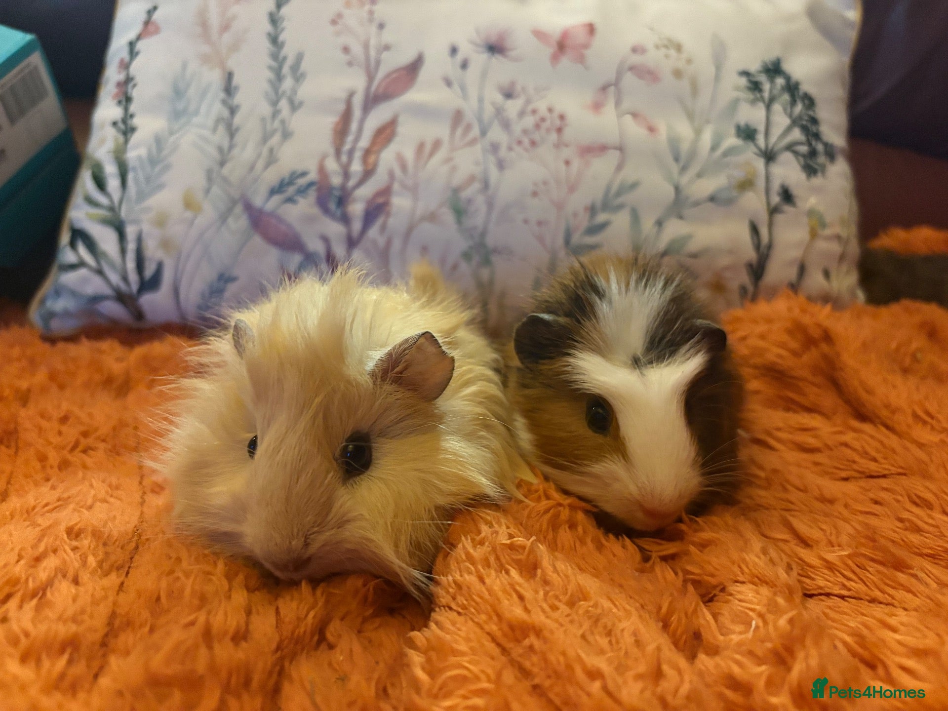 Guinea Pig rodents Beautiful baby Guinea pigs  - Advert 2