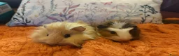 Guinea Pig rodents for sale: Beautiful baby Guinea pigs  - Advert 1